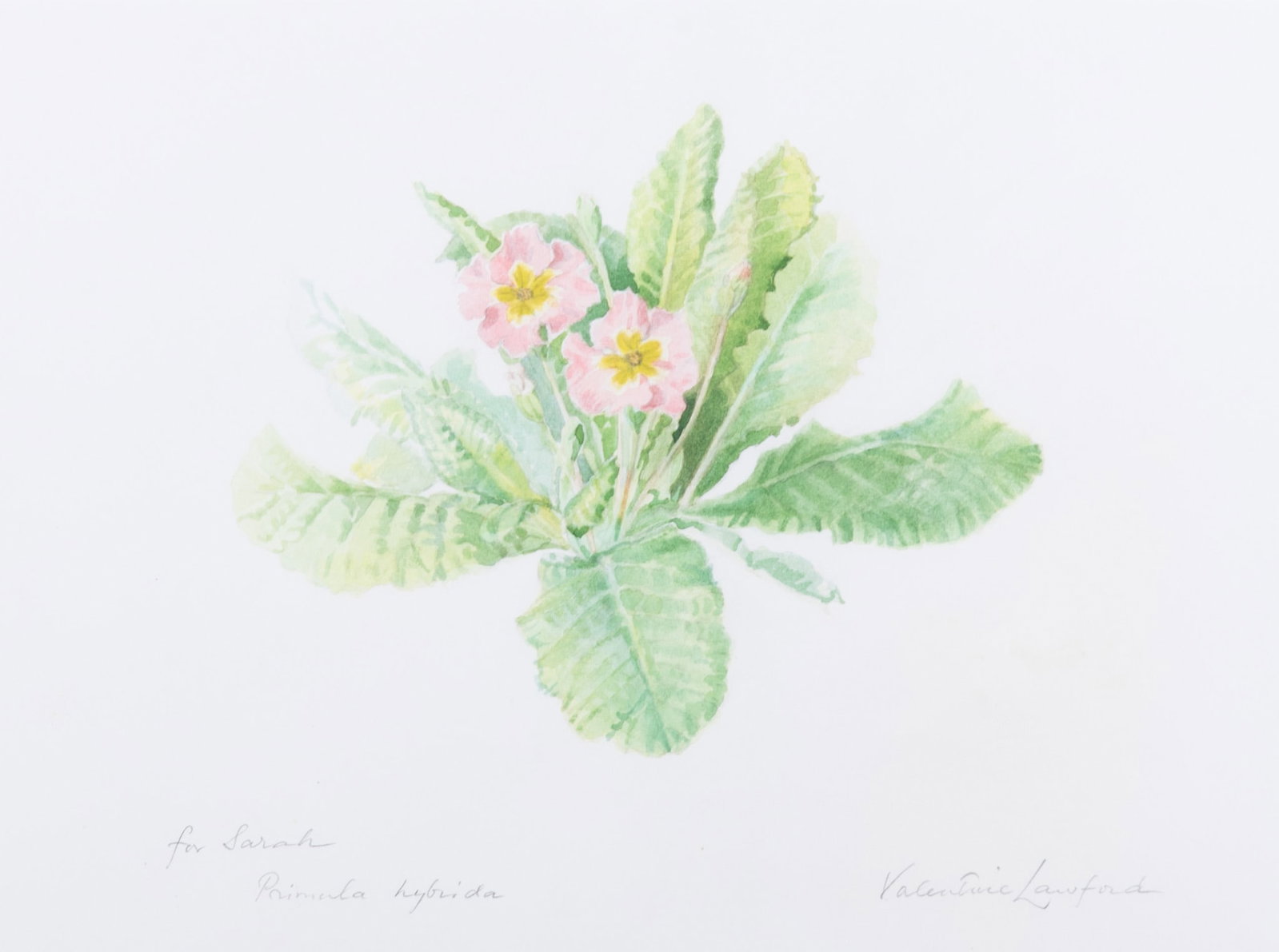 Valentine Lawford, UK (1911-1991), Primula Hybrida, watercolor: Valentine Lawford UK, (1911-1991) Primula Hybrida watercolor Signed in pencil, framed. Dedicated and titled lower left in pencil. 9 3/4 x 12 7/8 inches; 17 1/4 x 20 1/4 inches (overall with frame)