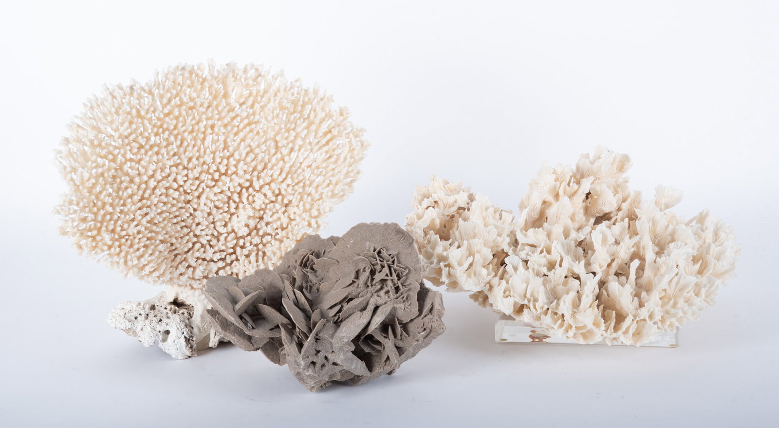 Three Large Coral Specimens
