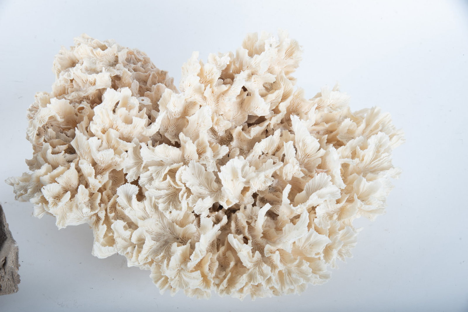 Three Large Coral Specimens - 2