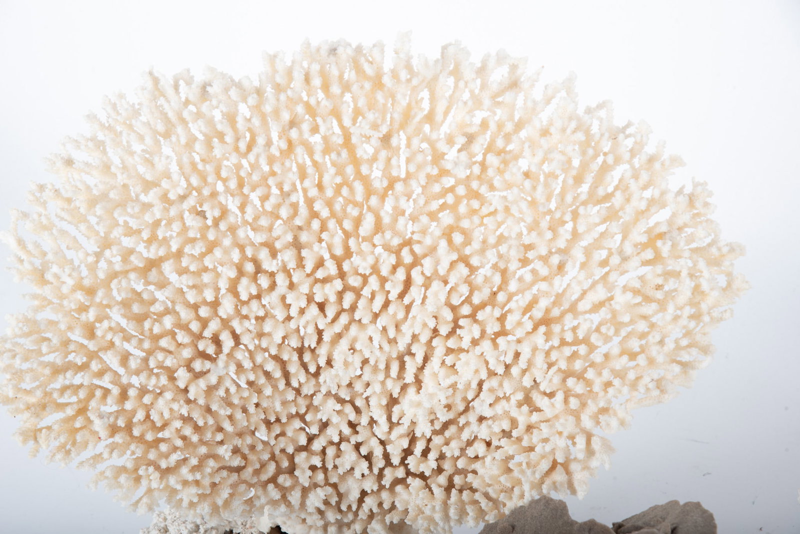 Three Large Coral Specimens - 3