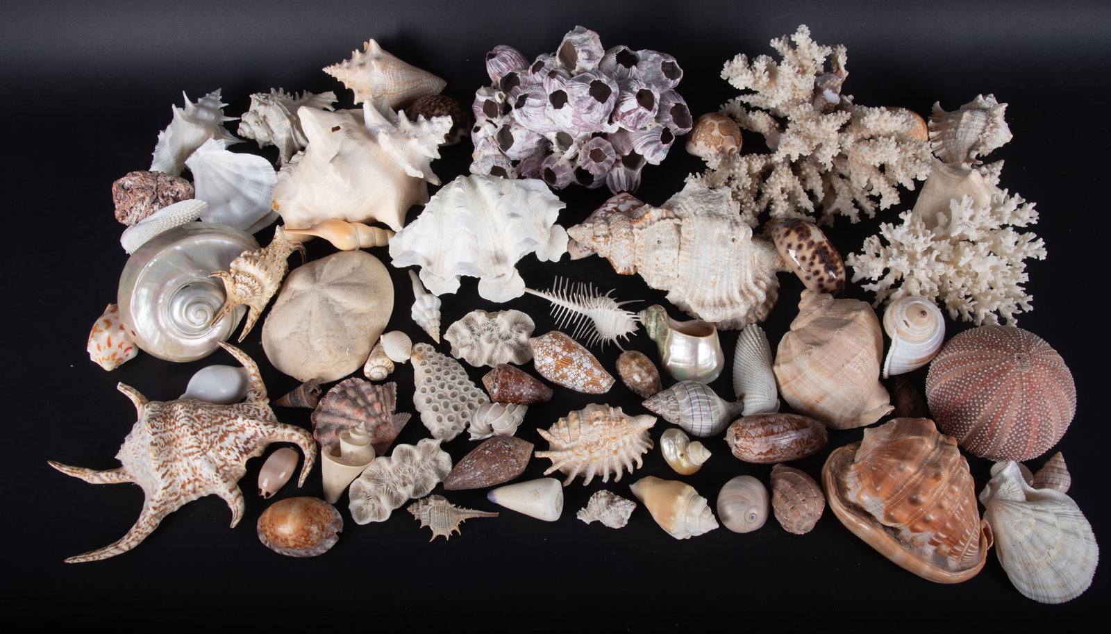 A Large Collection of Various Seashells and Coral Specimens: A Large Collection of Various Seashells and Coral Specimens