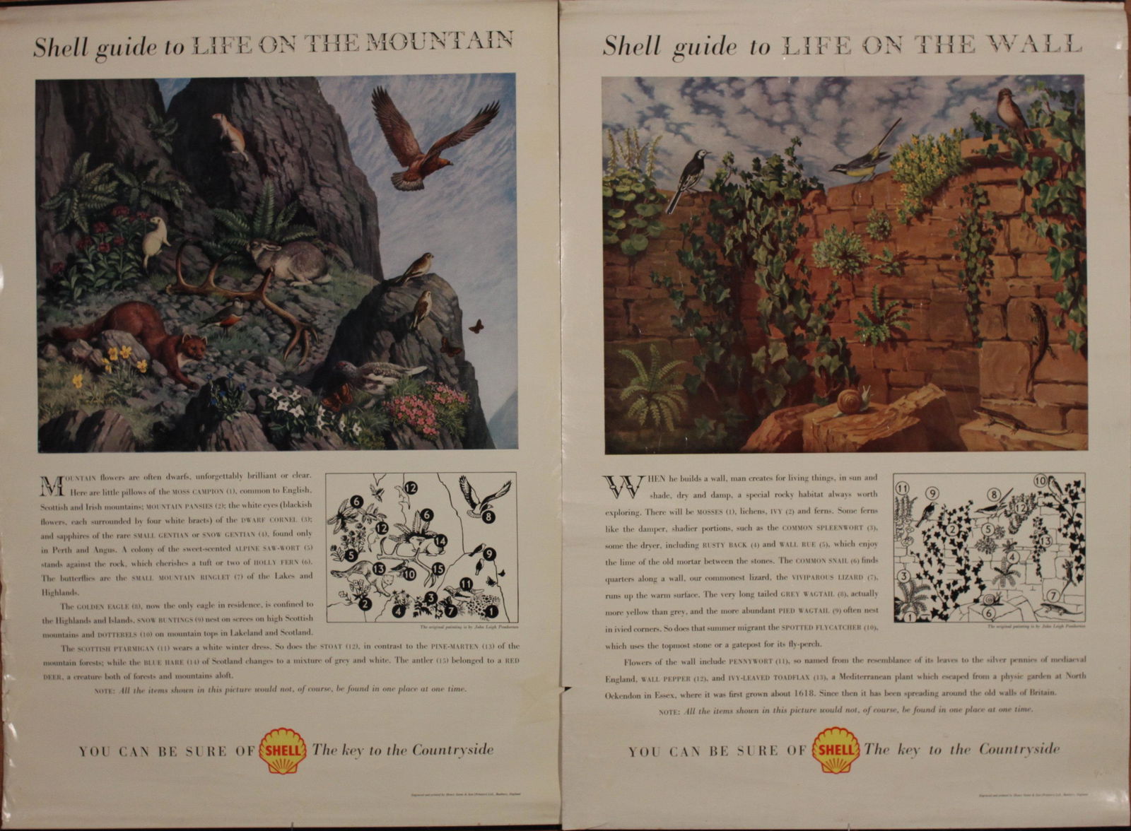 Shell Guide posters from the 1950's, fifteen various (1 of 1)