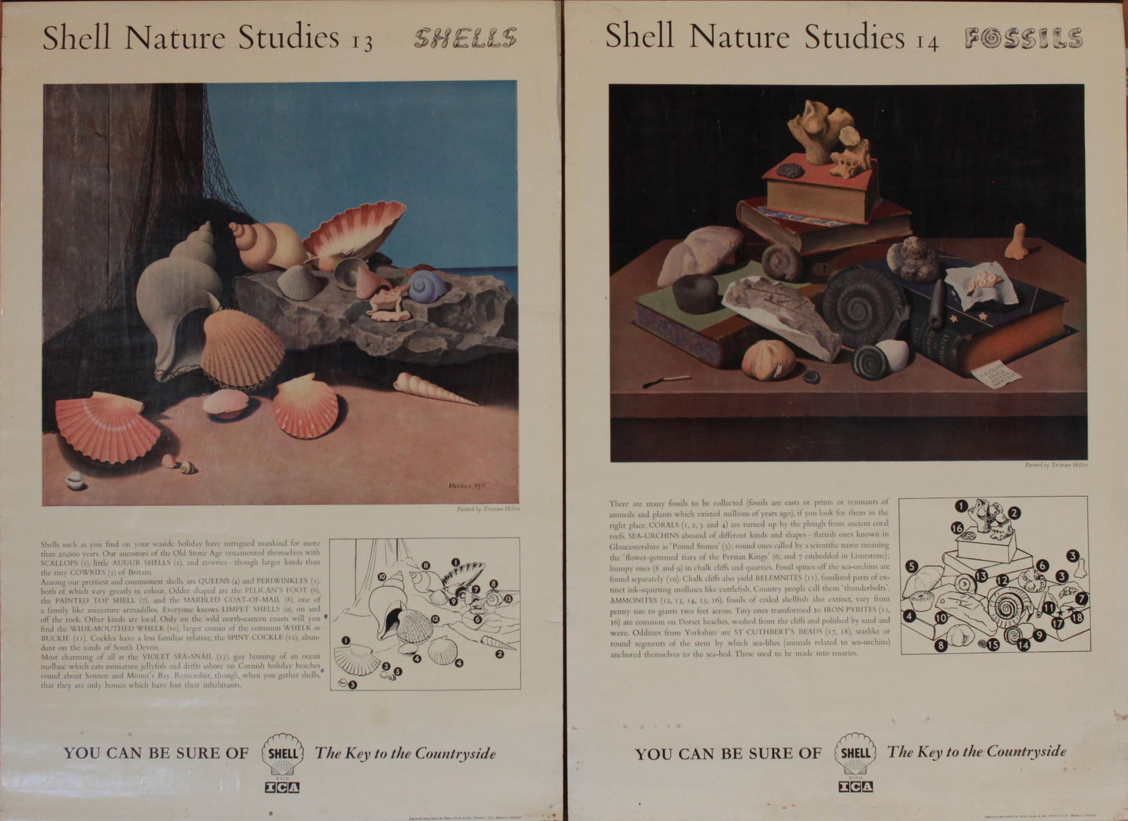 Tristram Hillier (1905-1983) Shell Nature Studies 13 Shells, and 14 Fossils, original posters (1 of 1)