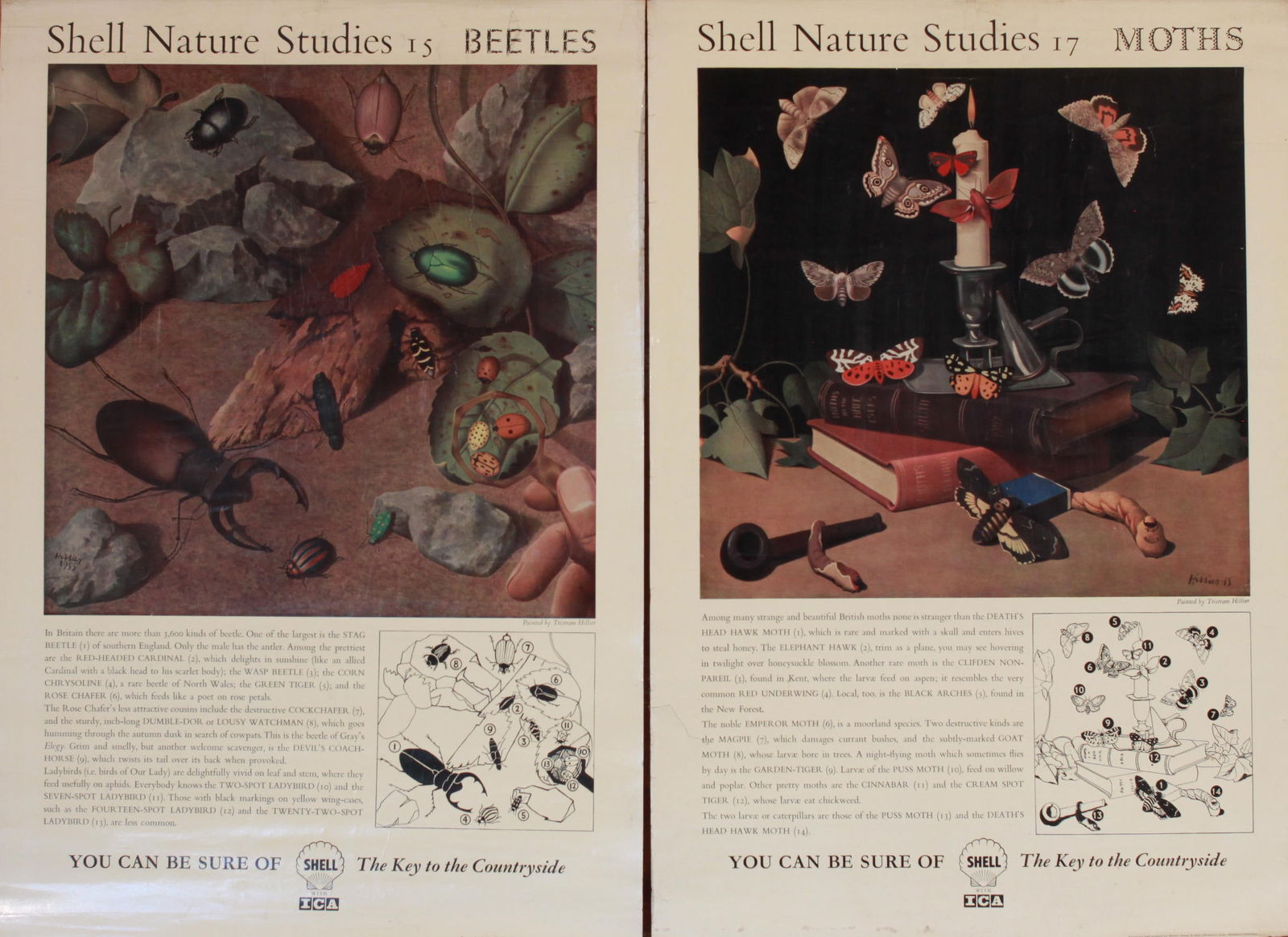 Tristram Hillier (1905-1983) Shell Nature Studies 15 Beetles, and 17 Moths, original posters printed (1 of 1)