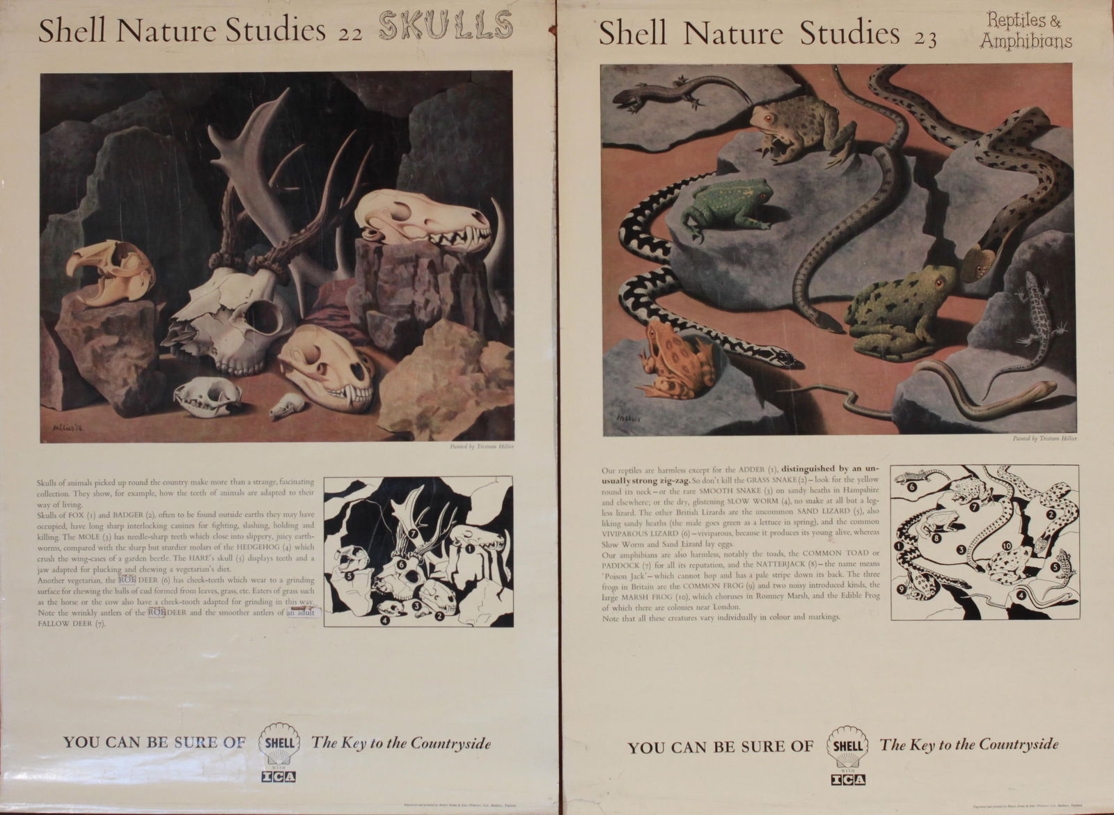 Tristram Hillier (1905-1983) Shell Nature Studies 22 Skulls, and 23 Reptiles & Amphibians, original (1 of 1)
