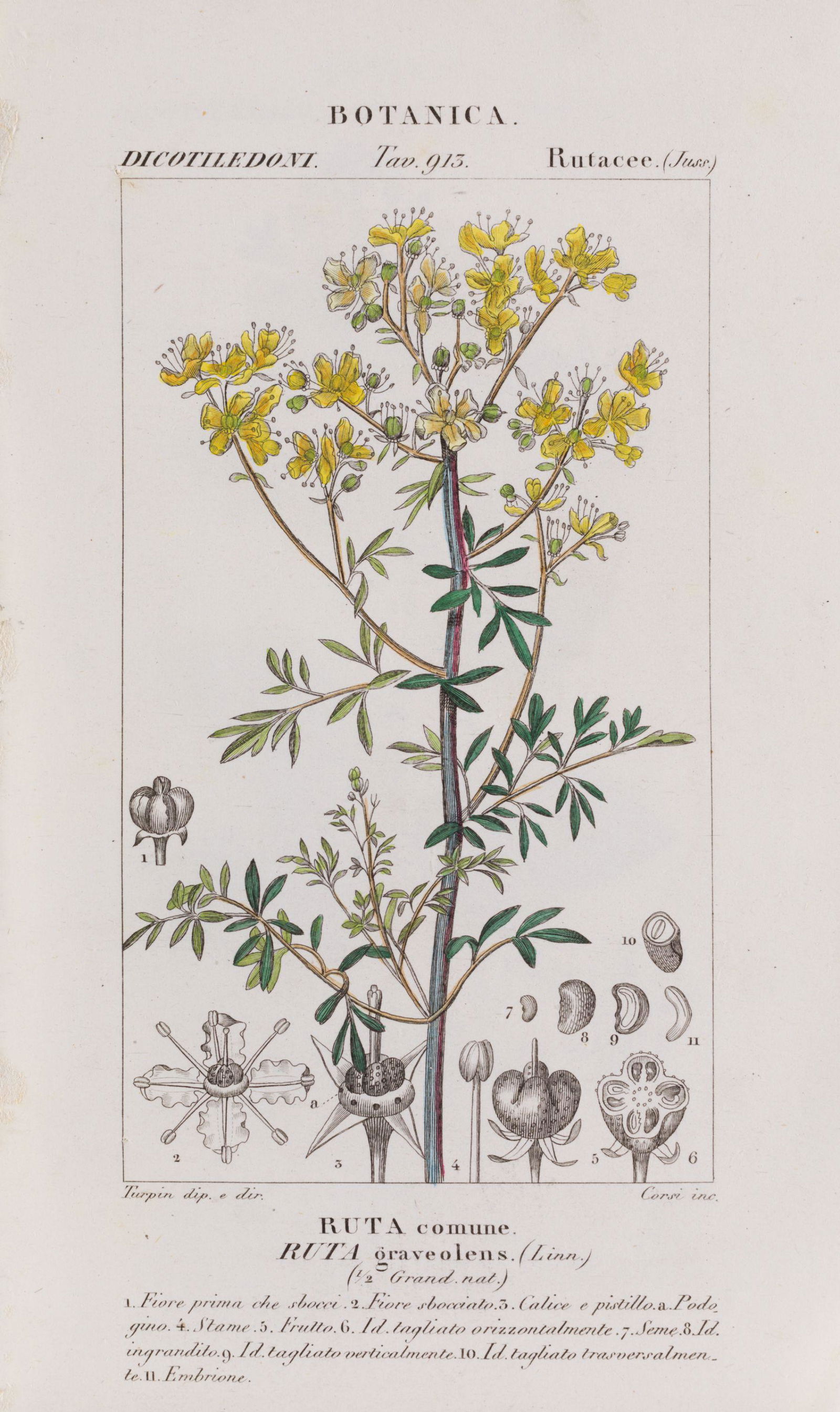 Pair of hand-colored engravings From the first Italian edition of "Dizionario di scienze naturali" (1 of 1)