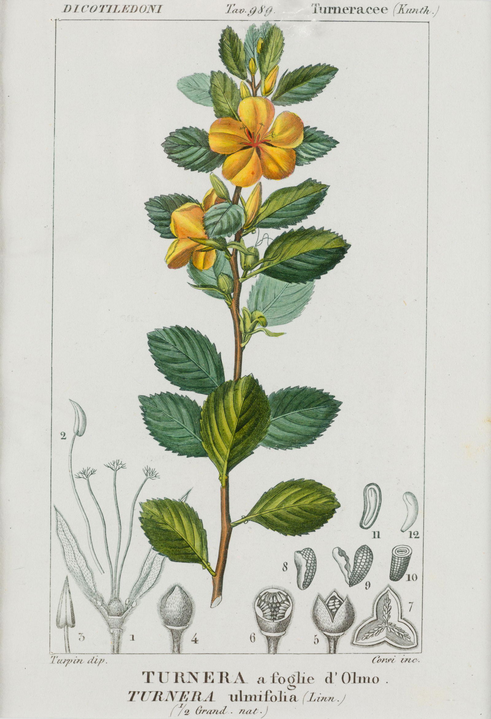 Pair of hand-colored engravings From the first Italian edition of "Dizionario di scienze naturali" (1 of 1)