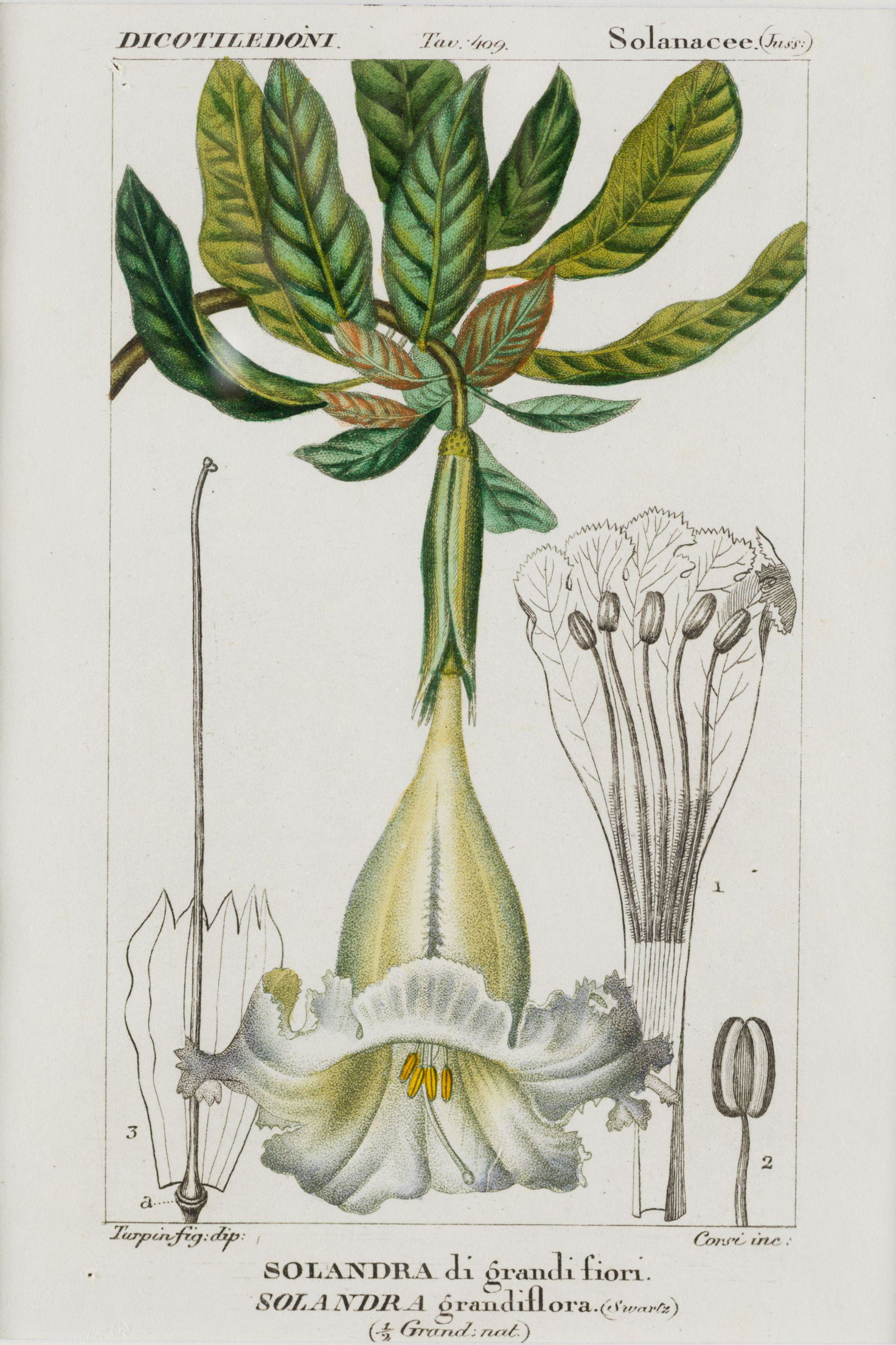 Pair of colored engravings From the first Italian edition of "Dizionario di scienze naturali" edited (1 of 2)