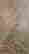 item-85437938=2