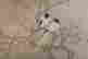 item-85437938=3