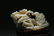 A CHINESE FINELY CARVED ORNAMENT - 6