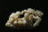 A CHINESE FINELY CARVED ORNAMENT - 7