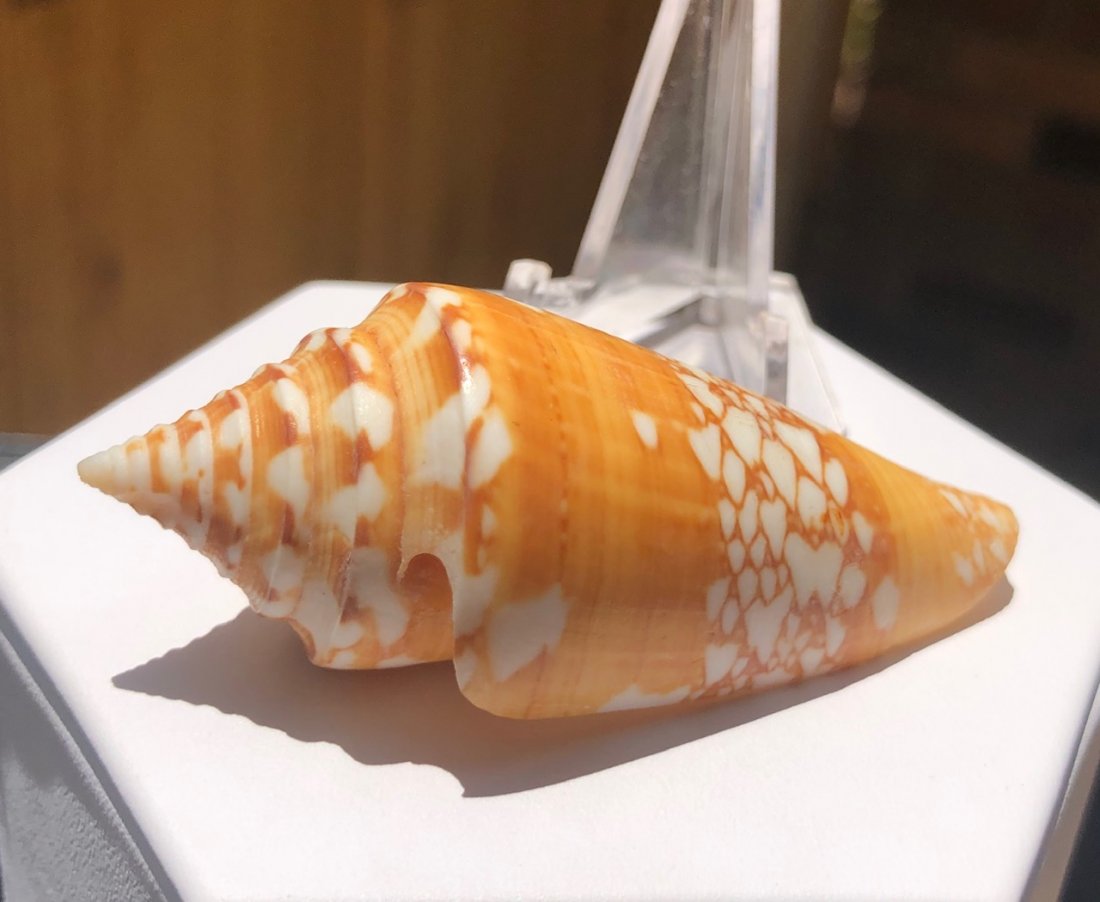 Conus Amadis Aurantia: Conus amadis aurantia. Thailand. Fine Condition.