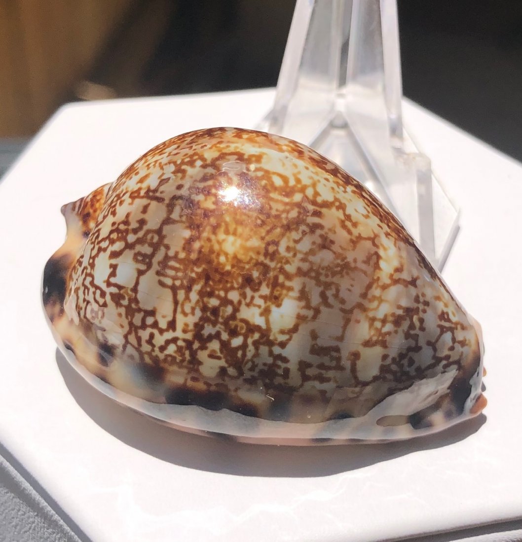 Cypraea Arabica: Cypraea arabica. Fine condition. Thailand. 49mm.