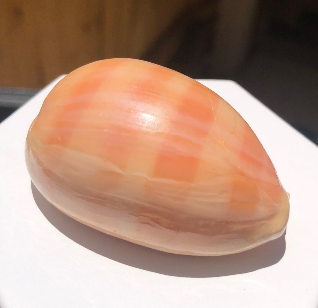 Cypraea Carneola: Cypraea carneola. Fine condition. 56mm. Phillippines.