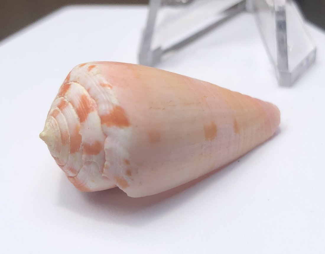 Conus Metcalfi: Conus metcalfi. Very Good condition. 38mm. Indo-Pacific.