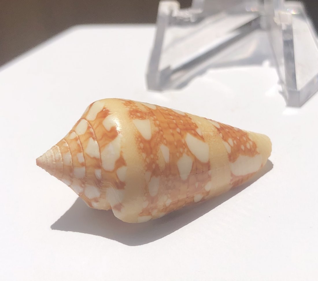 Conus Ammiralis: Conus ammiralis. Fine condition. 34mm. Phillippines.
