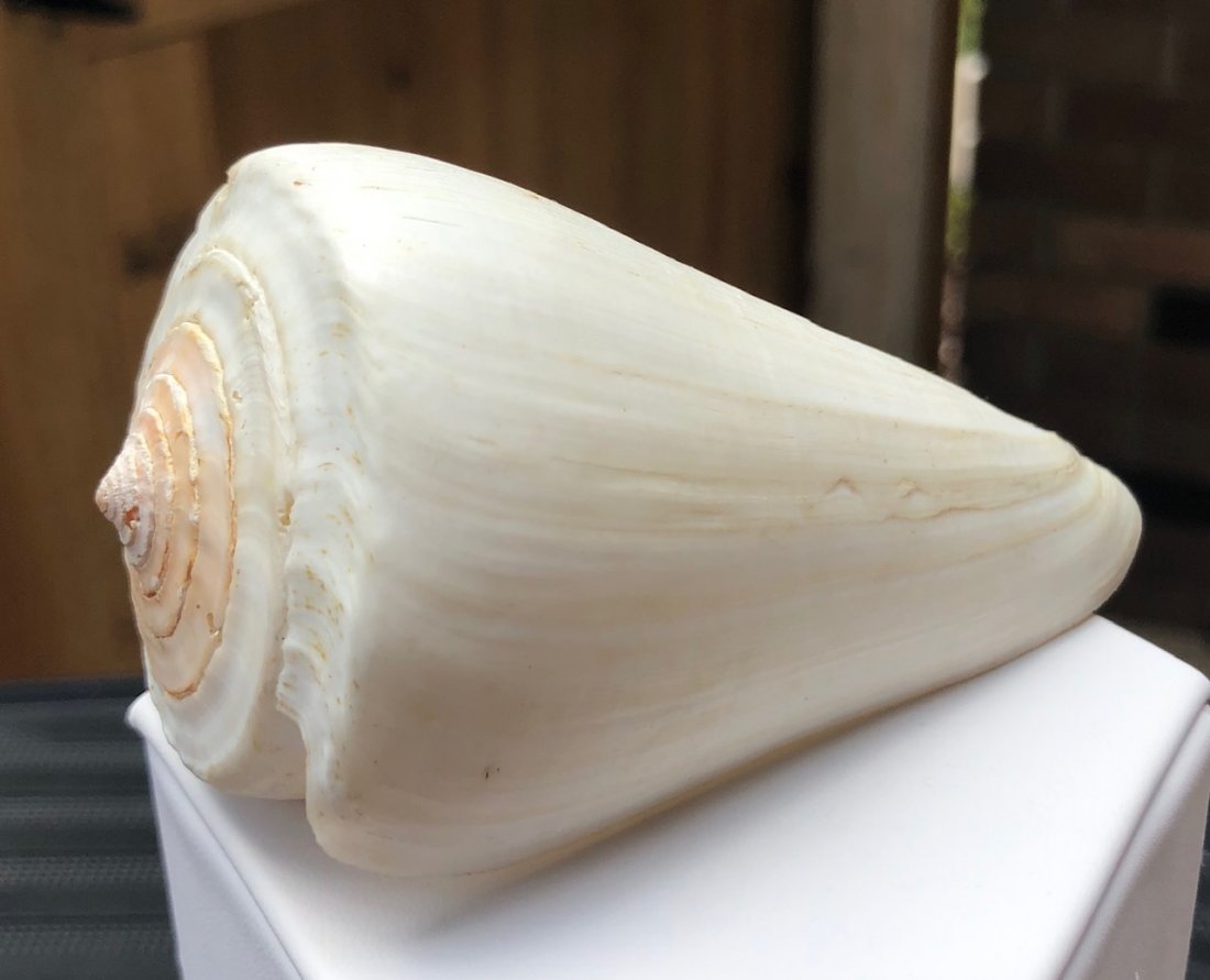 Conus Thevenardensis: Conus thevenardensis. Good condition. 98mm. Indo-Pacific.