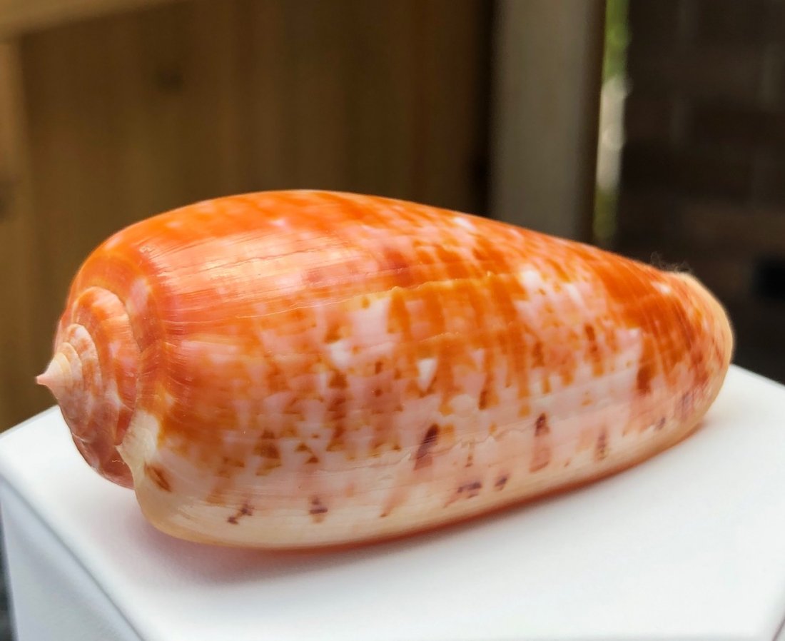 Conus Bullatus: Conus bullatus. Fine condition. 70mm. Indo-Pacific.