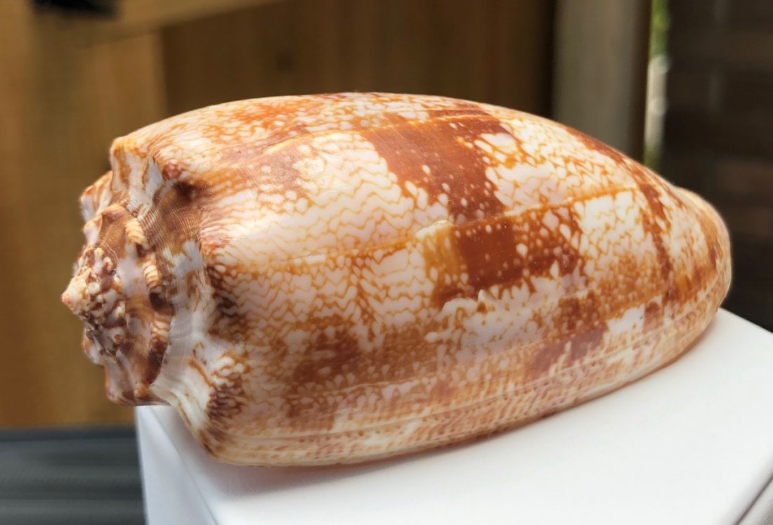 Conus geographus: Conus geographus. Fine condition. 94mm. Phillippines.