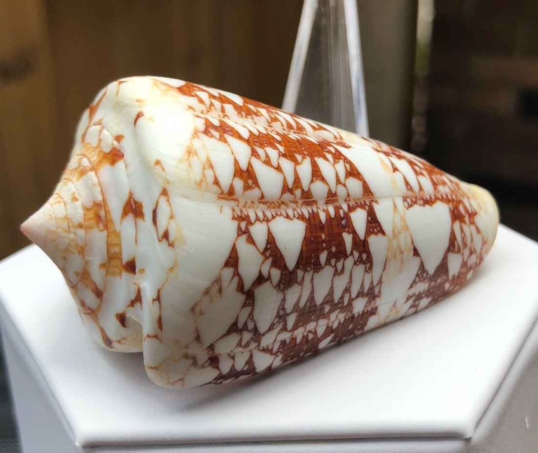 Conus Ammiralis Linne: Conus ammiralis linne. Fine condition. 74mm. Phillippines.