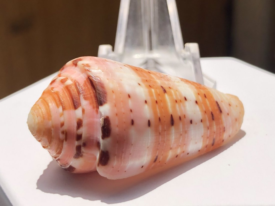 Conus Circumcisus: Conus circumcisus. Fine condition. 46mm. Phillippines.