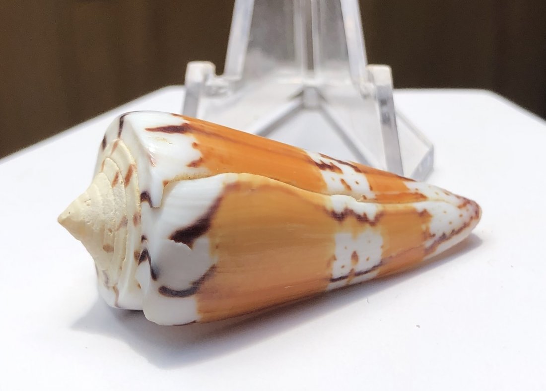 Conus Generalis: Conus generalis. Very Good condition. 44mm. Phillippines.