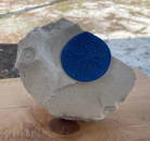 Museum Quality Azurite On Kaolinite