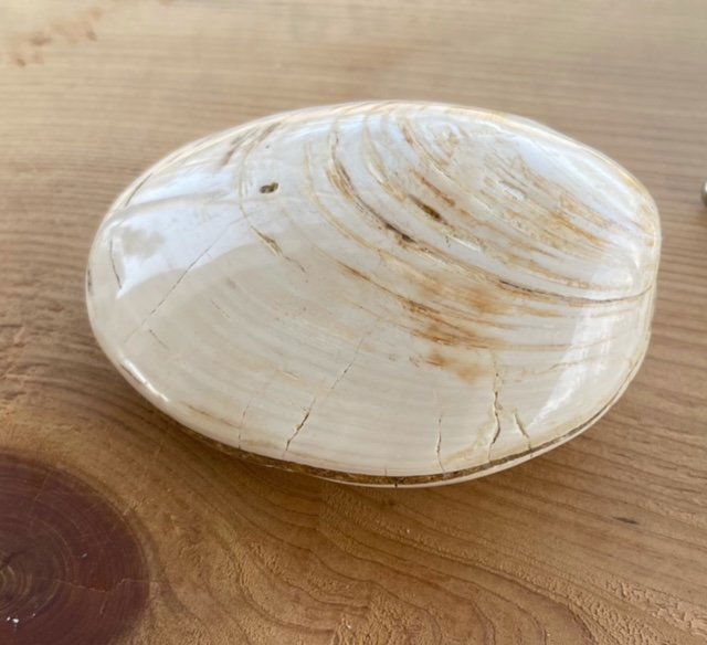 Clam Fossil (1 of 2)