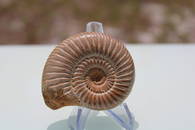 Ammonite Specimen