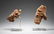 Two Fragments of Horses' Heads