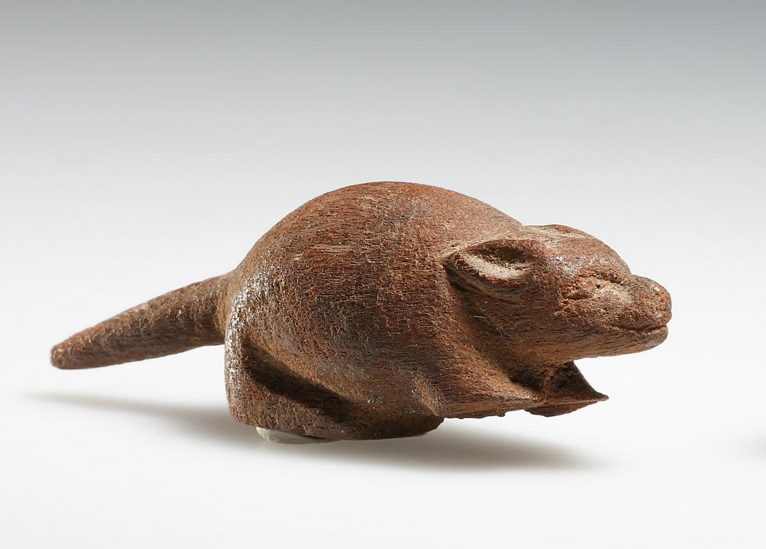 Ichneumon (?) (1 of 1)