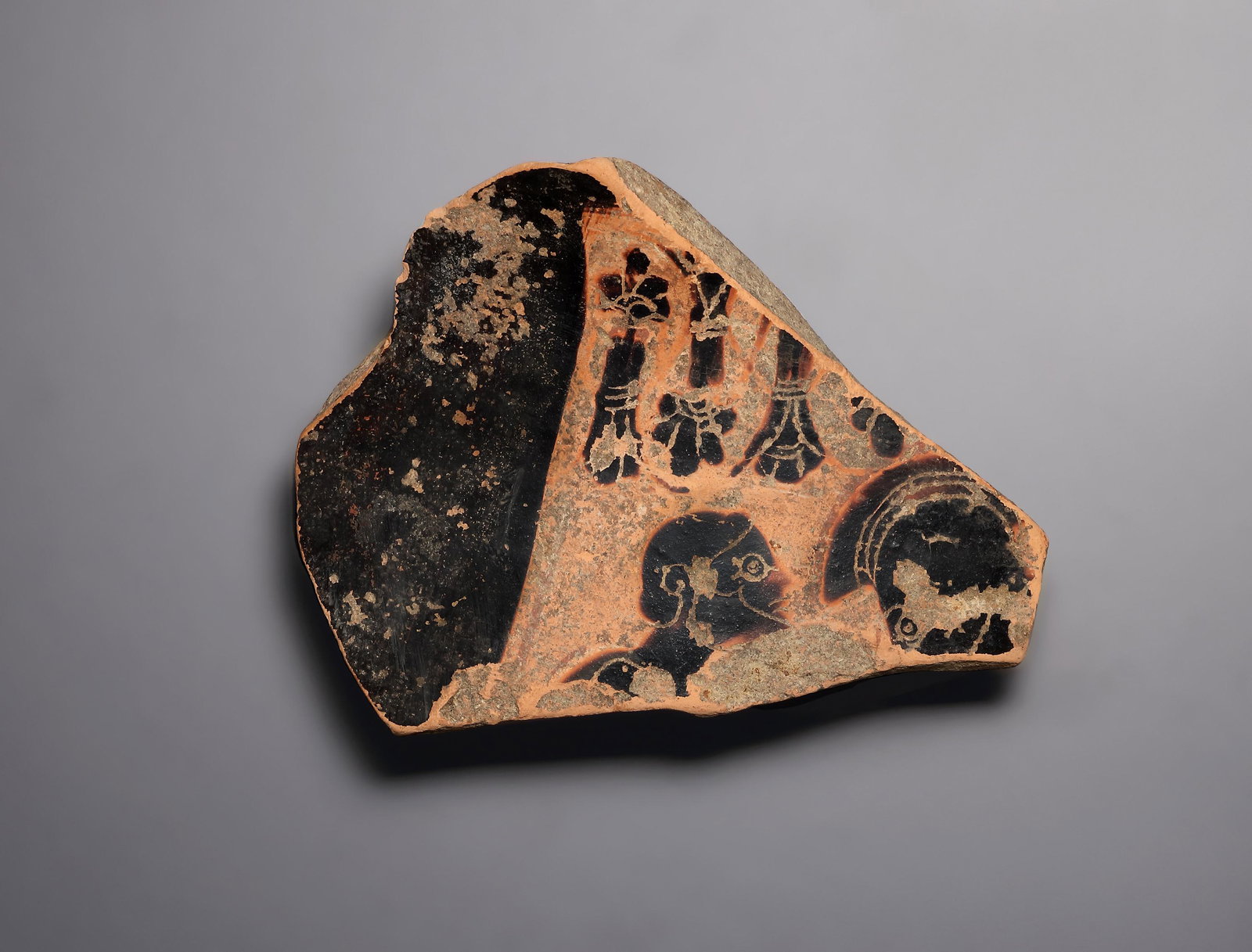 A Fragment of a Black-Figure Amphora: Attic 530 - 510 B.C..Clay. L. max. 9.5 cmThe fragment shows the upper left section of the amphora with the head of a bearded man raised to the right. Next to him is a round shield decorated with circl