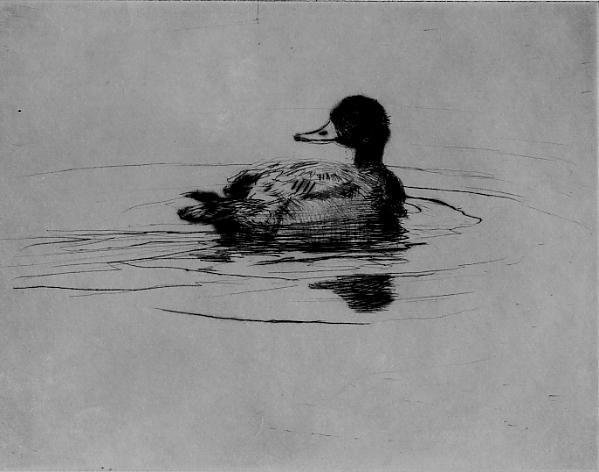 Frank W. Benson, Single Duck, 1917 (1 of 1)