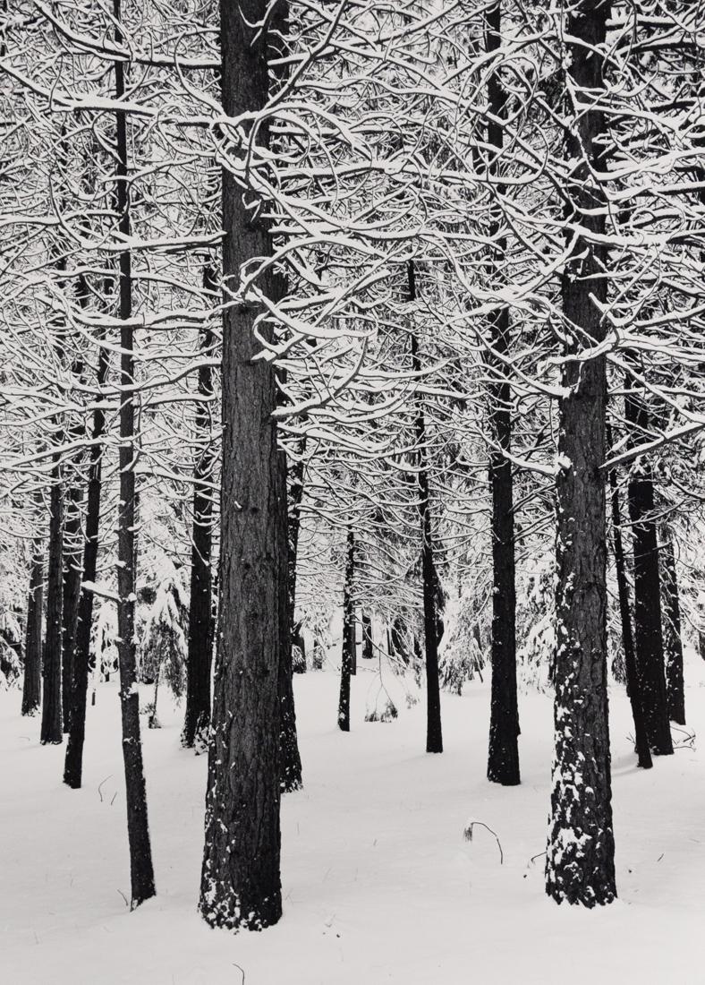 HENRY GILPIN Yosemite Trees, 1965 large decor (1 of 3)