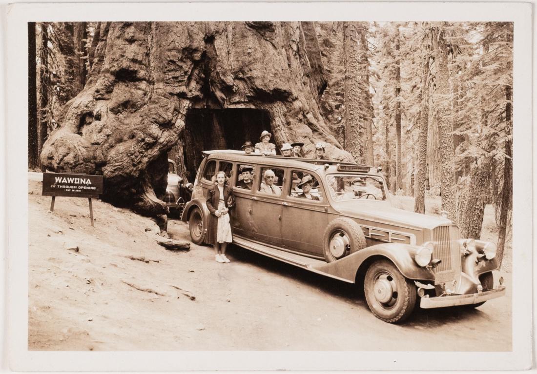 YOSEMITE PARK & CURRY CO Big Trees Yosemite 1930 (1 of 2)