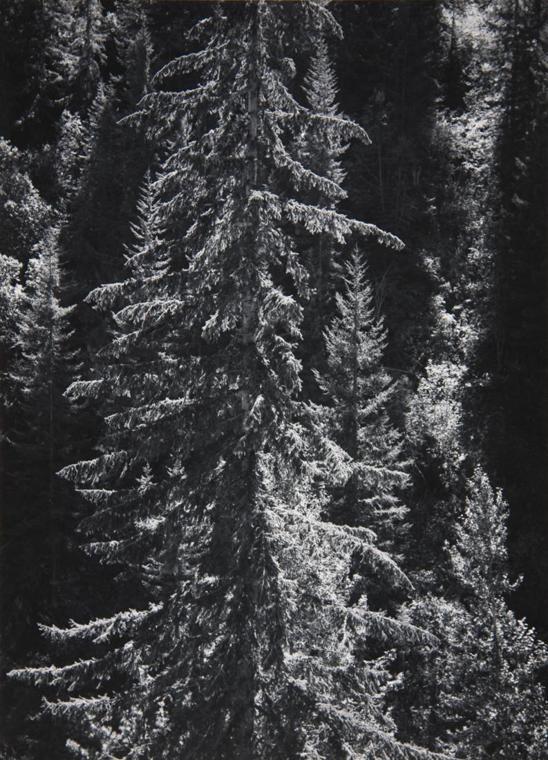 ANSEL ADAMS OLYMPIC PENINSUALA FOREST 1958 (1 of 5)