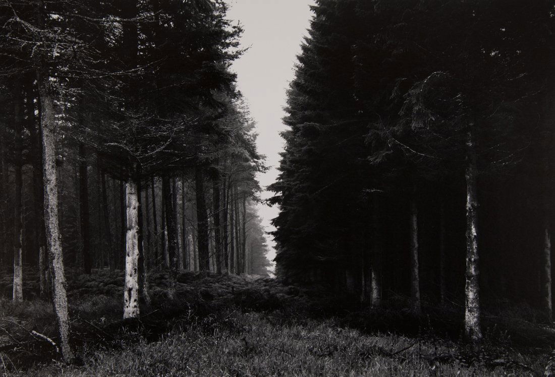 PAUL CAPONIGRO FOREST PATH ENGLAND 1968 (1 of 3)