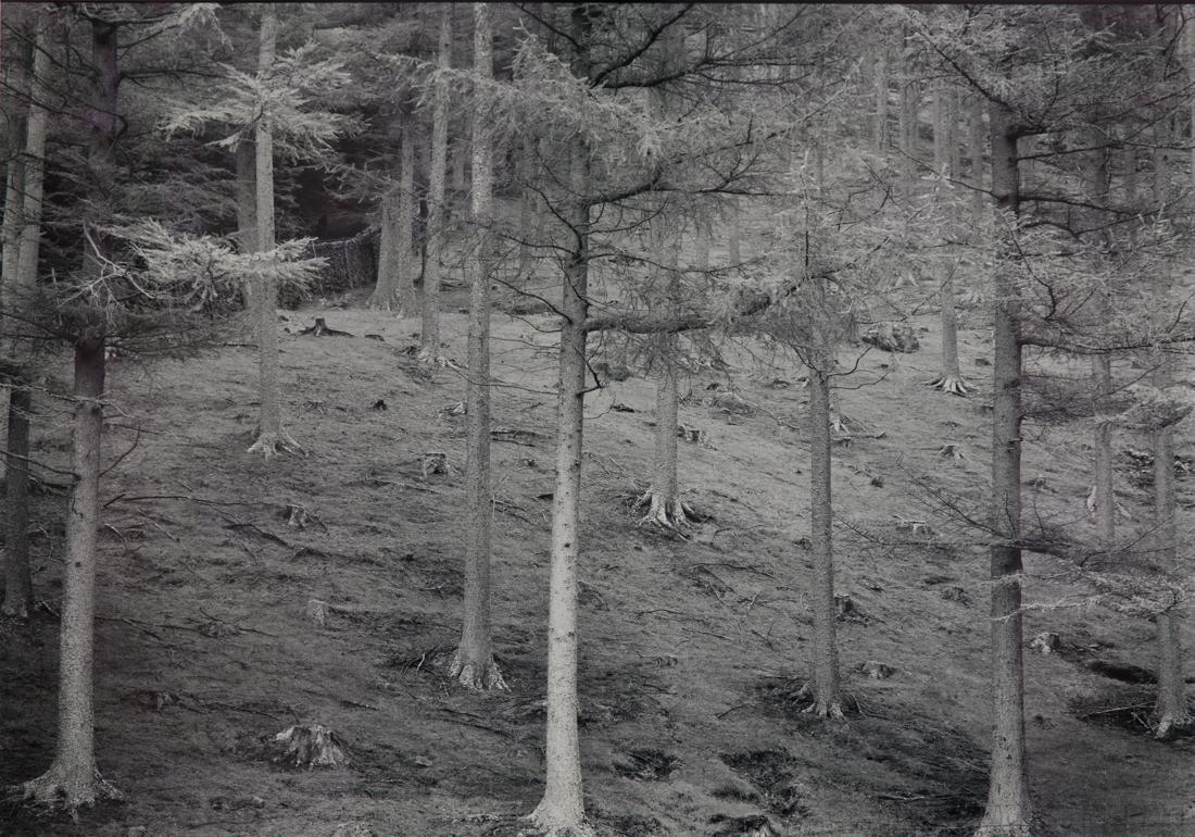 PAUL CAPONIGRO CUMBRIA Forest Floor 16x20 1978 (1 of 3)