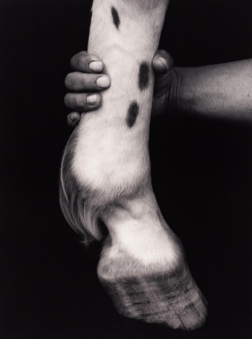 FLOR GARDUNO Horse Hoof & Hand Mustang series (1 of 3)