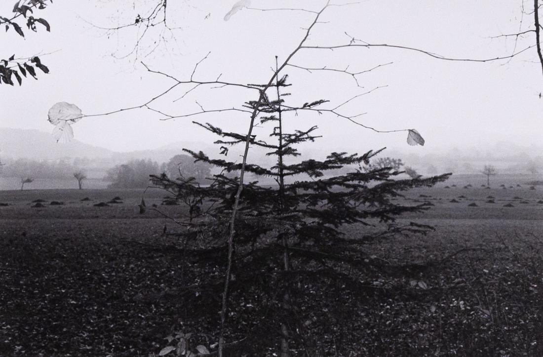 2 LEE FRIEDLANDER European Garden scenes 1972 (1 of 6)