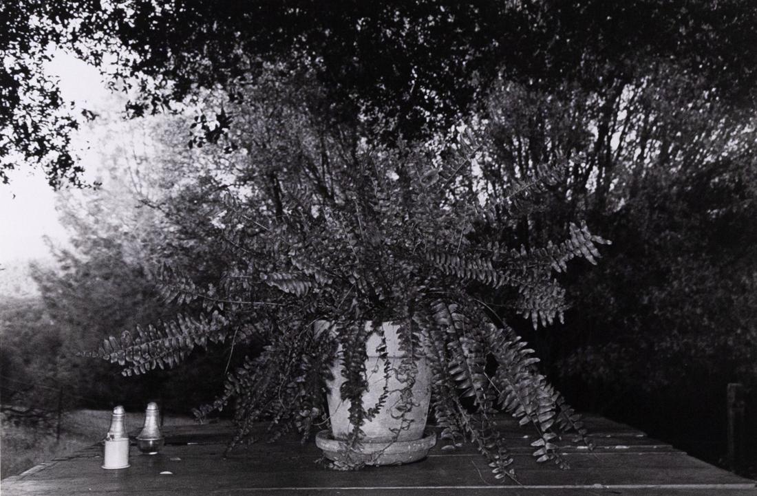 2 LEE FRIEDLANDER Plant Still Life NY Calif 1975 (1 of 6)