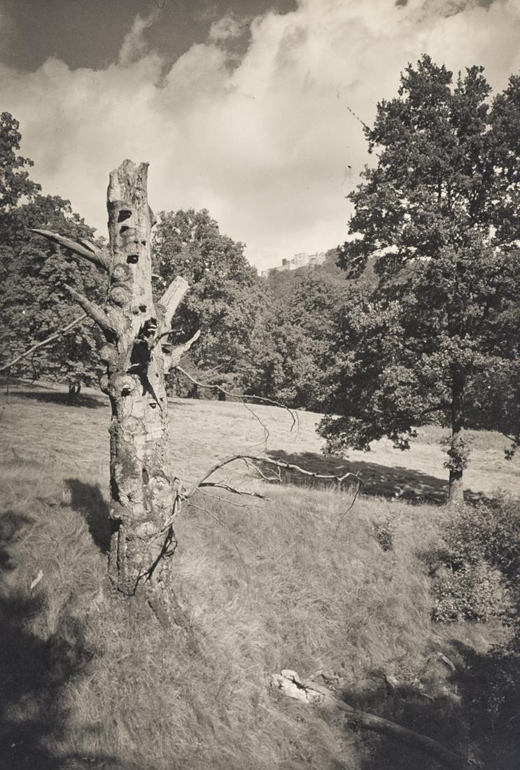 JOSEF SUDEK Tree Trunk, Meadow Park 1960: JOSEF SUDEK [Tree Trunk in Park Meadow, Prague], ca. 1960, 6.6x4.2" Gelatin Silver Print. 'Josef Sudek originalni fotografa' in blue ink verso. ASG# JS5/1031 Sudek was one of the most skilled photogra