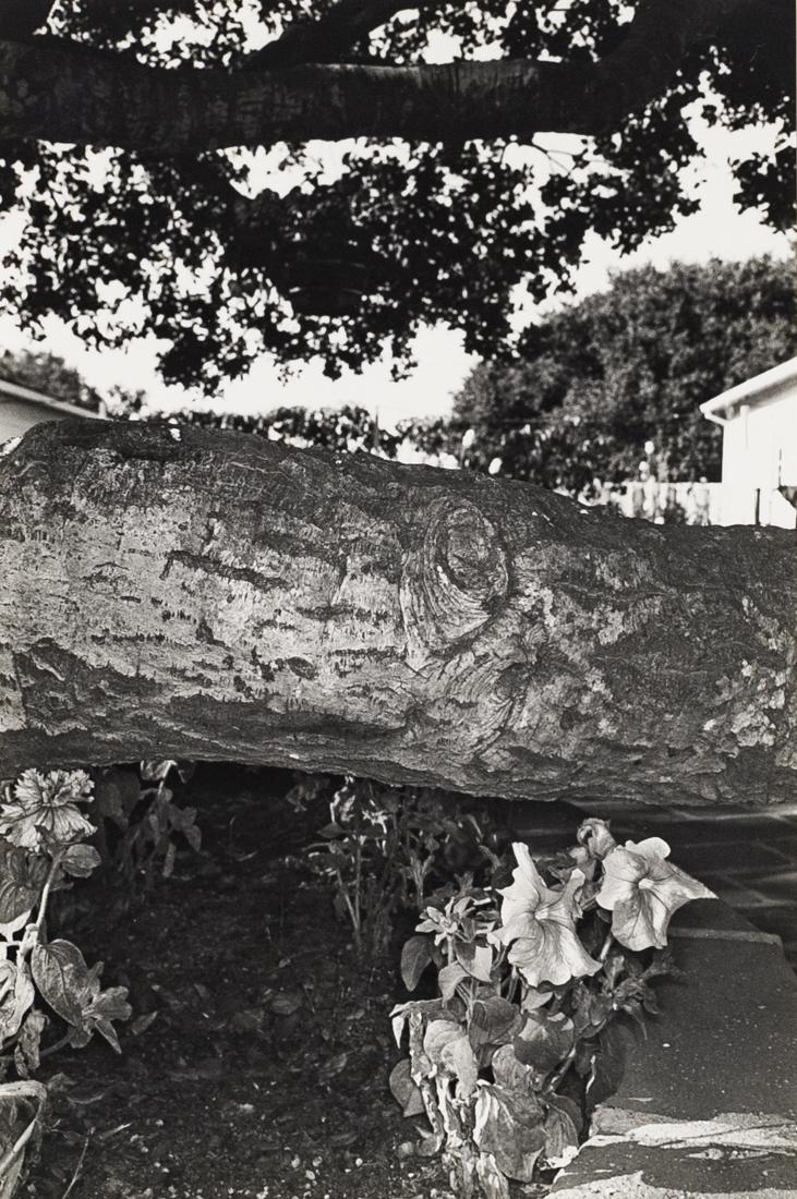 LEE FRIEDLANDER Evergreen Tree France 1972: LEE FRIEDLANDER 118-2: France (Evergreen Tree Northern France), 1972, 6.5x9.8" Gelatin Silver Print. Signed on mount below print right, numbered 57/70 on mount below print left mounted on 16x20" heavy