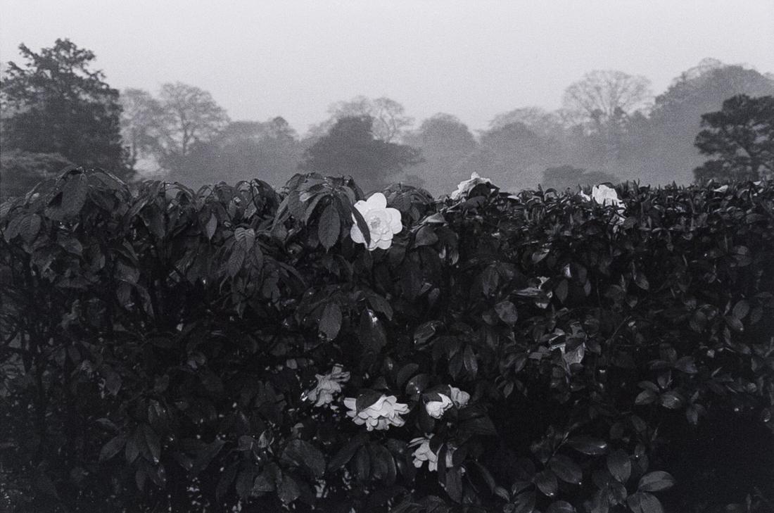 LEE FRIEDLANDER Kyoto 1977 (roses): LEE FRIEDLANDER Kyoto, 1977, 7.3x11" Gelatin Silver Print on 11x14" paper. Signed, dated and titled verso with 1978 copyright stamp. ASG# LF/1156 This Friedlander image, taken in Japan, pays homage to