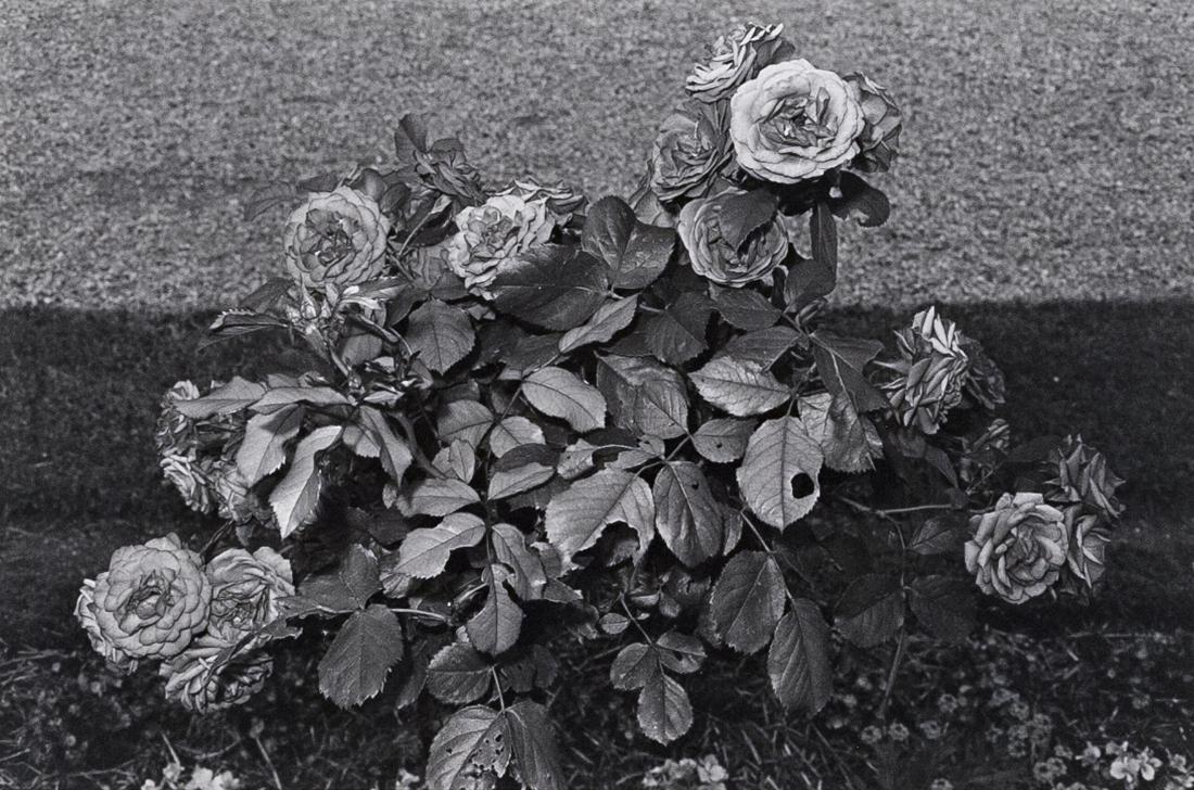 LEE FRIEDLANDER St. Cloud 1973: LEE FRIEDLANDER St. Cloud, 1973, 7.3x11.1" Gelatin Silver Print on 11x14" paper. Signed, dated and titled verso with 1975 copyright stamp. ASG# LF/1268 Eugene Atget is one of Friedlander's photographi