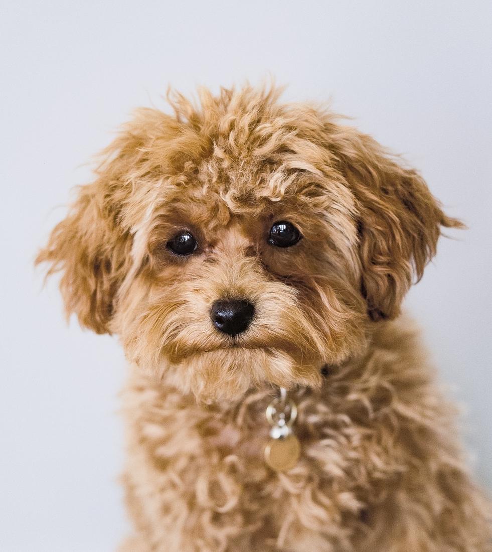 CHUCK CLOSE, Cinnamon, 2016 15.7x14" Archival Pigment: CHUCK CLOSE Cinnamon, 2016 15.7x14" Archival Pigment Print on 20x16" paper. Signed front lower margin, edition AP V/X Printed 2016 for Rede Leonardo Portfolio, Numbered edition of 20 with X artists pr