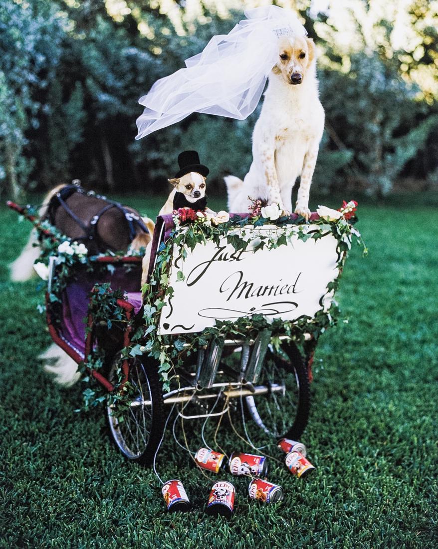 BRUCE WEBBER, Bride & Groom Dog Wedding, Fla. 1998: BRUCE WEBER Bride and Groom, Dog Wedding, Golden Beach, Florida, 1998, 16x13" Archival Pigment Print on 20x16" paper. Signed and titled verso. Printed 2016 for Rede Leonardo Portfolio, Numbered editio