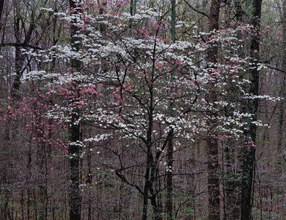 CHRISTOPHER BURKETT Pink & White Dogwoods w/book: CHRISTOPHER BURKETT Intimations of Paradise book and print set. 1. Book CHRISTOPHER BURKETT Intimations of Paradise (Westwind Arts 1999), 116/400. ASG# CB3/2469 2. Print CHRISTOPHER BURKETT Pink and