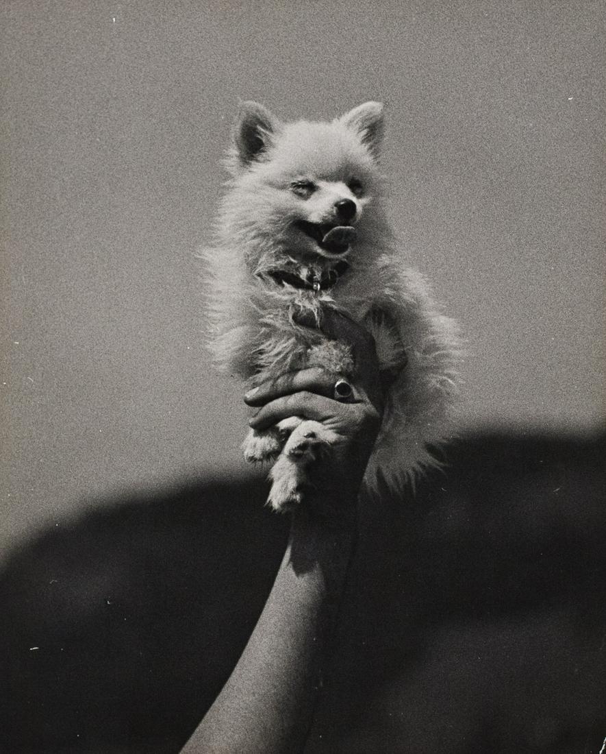 ALFRED EISENSTAEDT Very Small Dog Being Held 1937 (1 of 3)